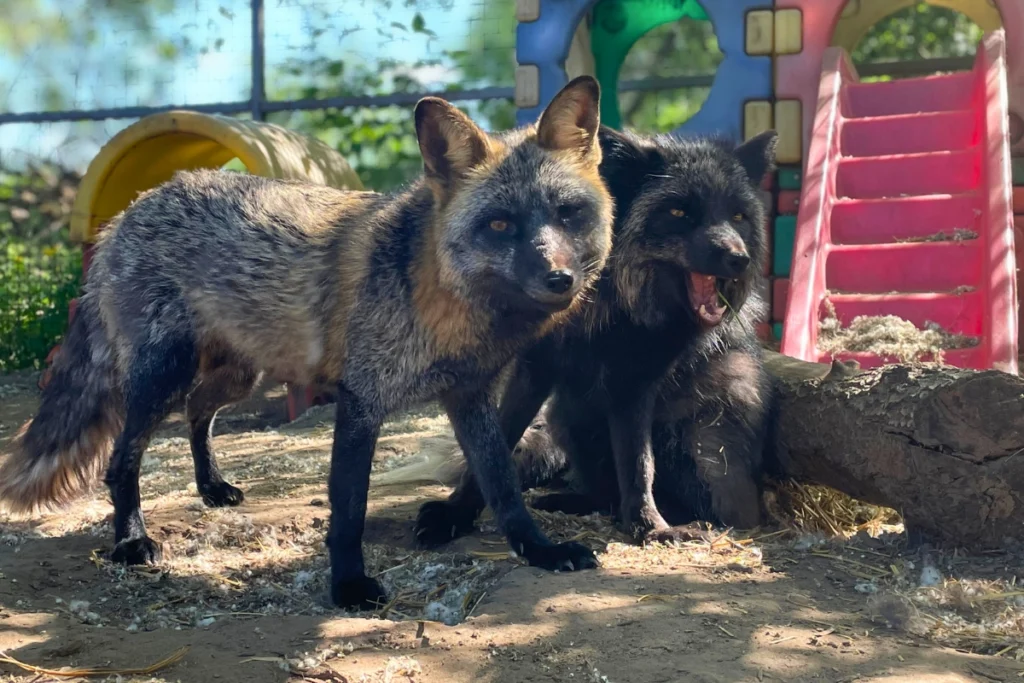 Több mentett róka együtt egy kifutóban teljesen összeszokva.
