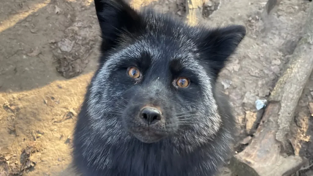 Prémtelepről mentett amerikai vörös róka biztonságban az Állatmentő Szolgálat Alapítvány kifutójában.