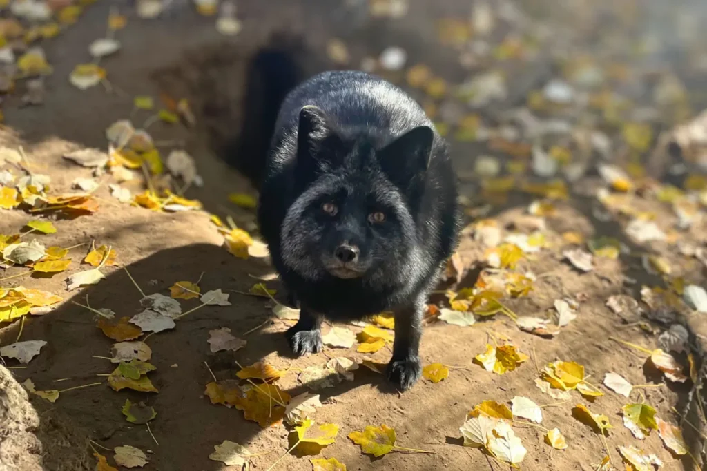 Pawel mentett ezüst róka az állatmentőknél