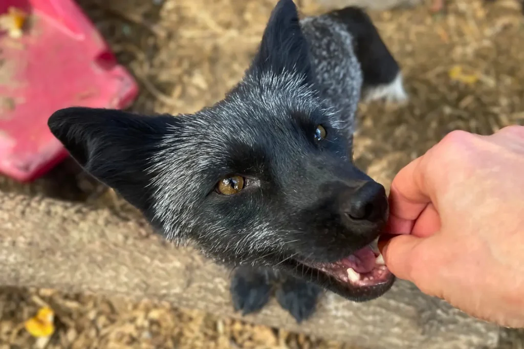 Mentett ezüstróka nyári bundában az Állatmentő Szolgálatnál