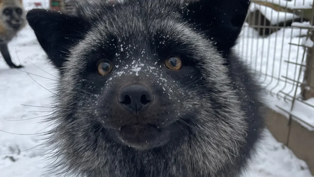 Prémtelepről mentett ezüstróka biztonságban az Állatmentő Szolgálat Alapítvány kifutójában.