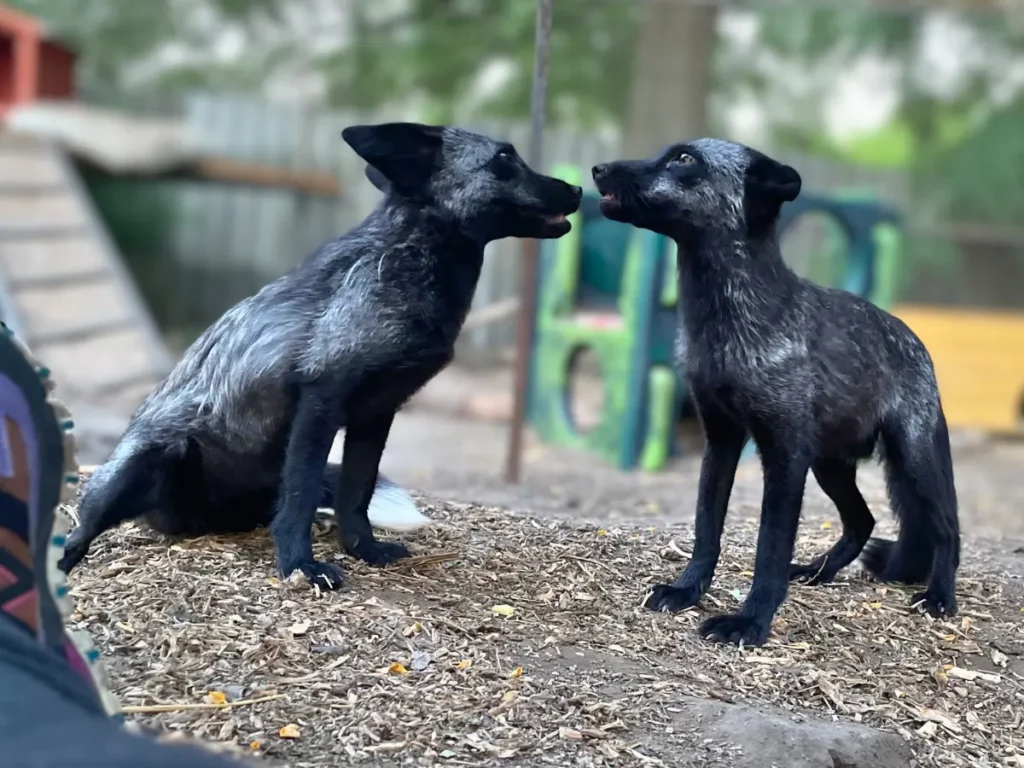 prémtelepről mentett ezüst rókák az állatmentő szolgálat alapítvány kifutójában