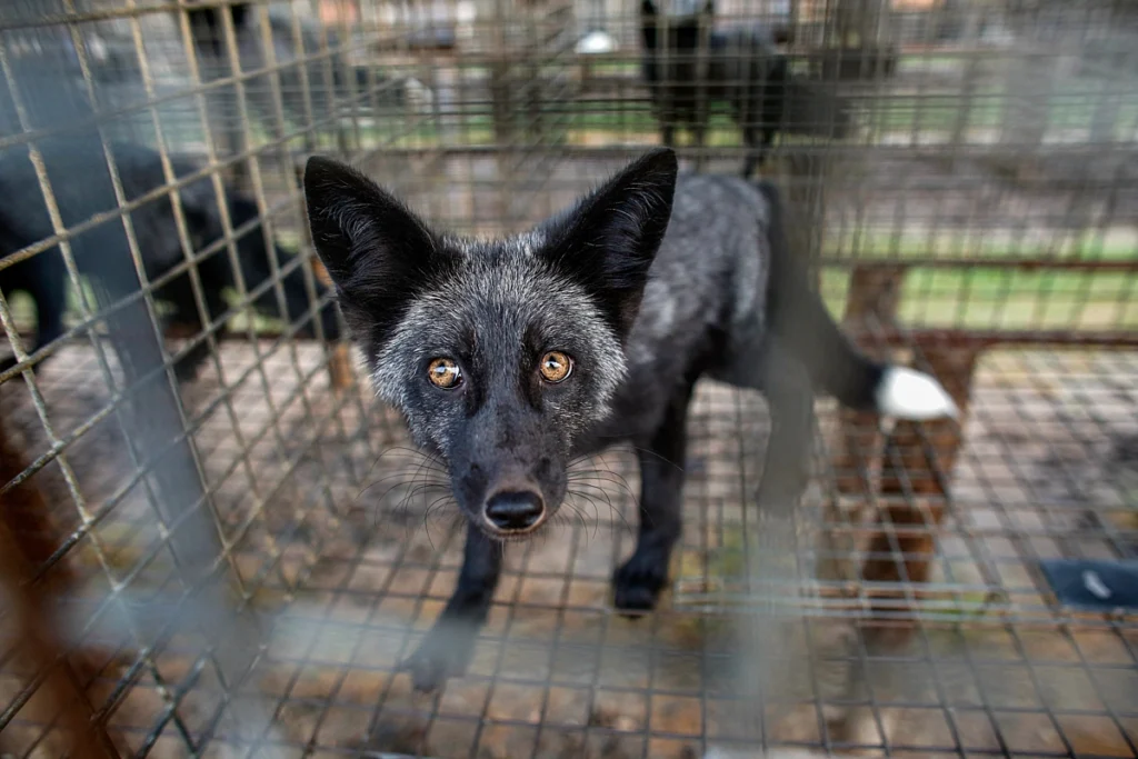 Rettegő ezüstróka ketrecbe zárva egy prémtelepen. Soha nem érintette talaj a lábát, csak rács volt a talpai alatt.