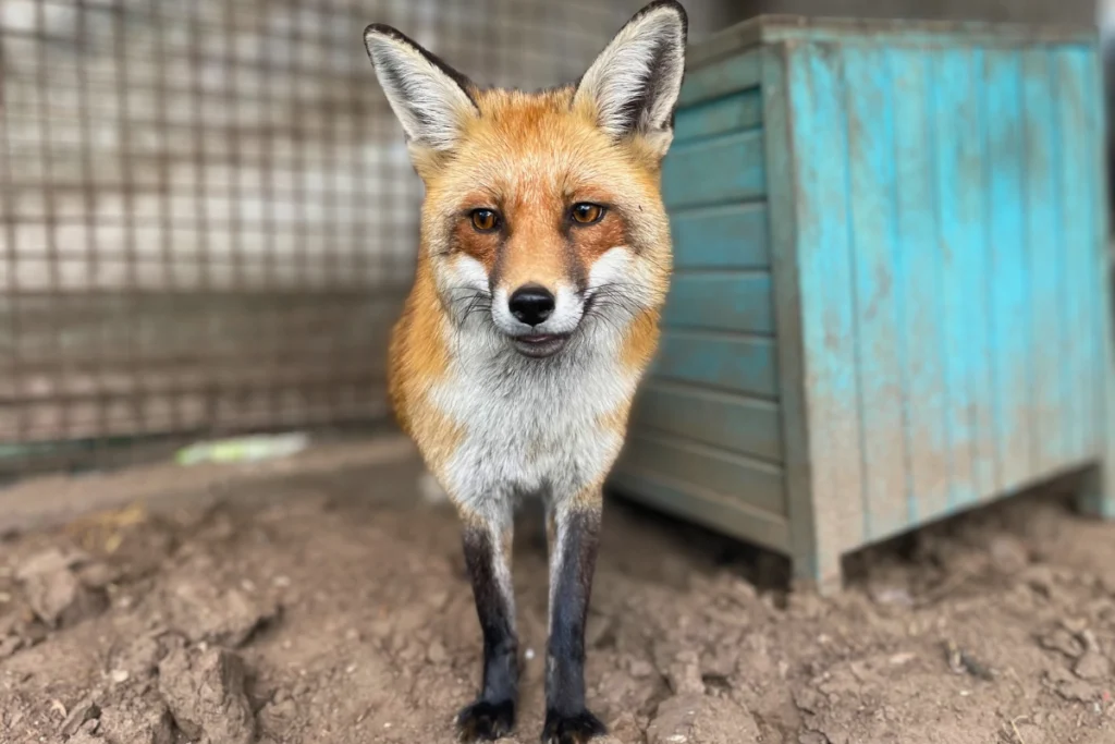Amerikai vörös róka megfigyelő, karantén kifutóban