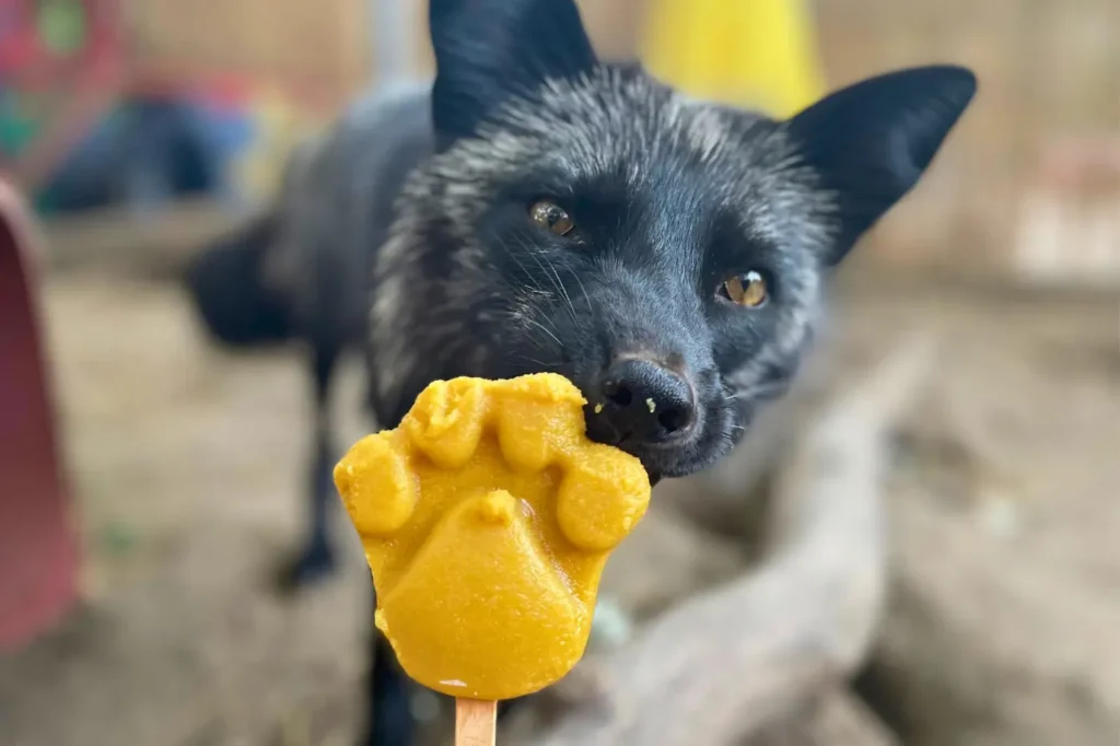 Mentett róka neki készített fagyival hűsíti magát nyári melegben