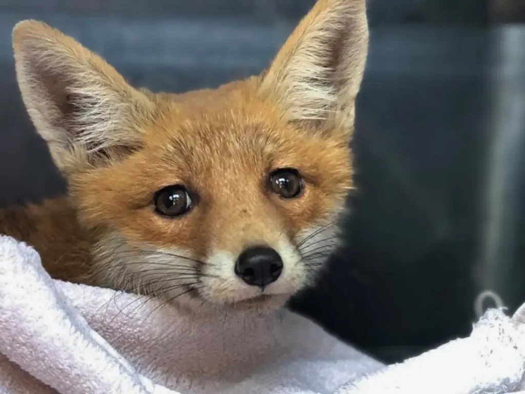 árvult vörös róka kölyök törölközőbe tekerve vadmentés során