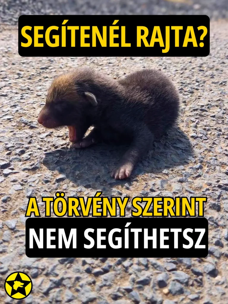 Sérült vadállat kölyök az úton, felette a kérdés „Segítenél rajta?”, alatta az üzenet: „A törvény szerint nem segíthetsz.”