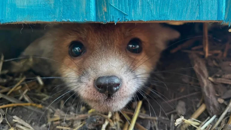 rókakölyök néz riadtan, akinek az életét a jogszabályok szerint Magyarországon nem lehet megmenteni