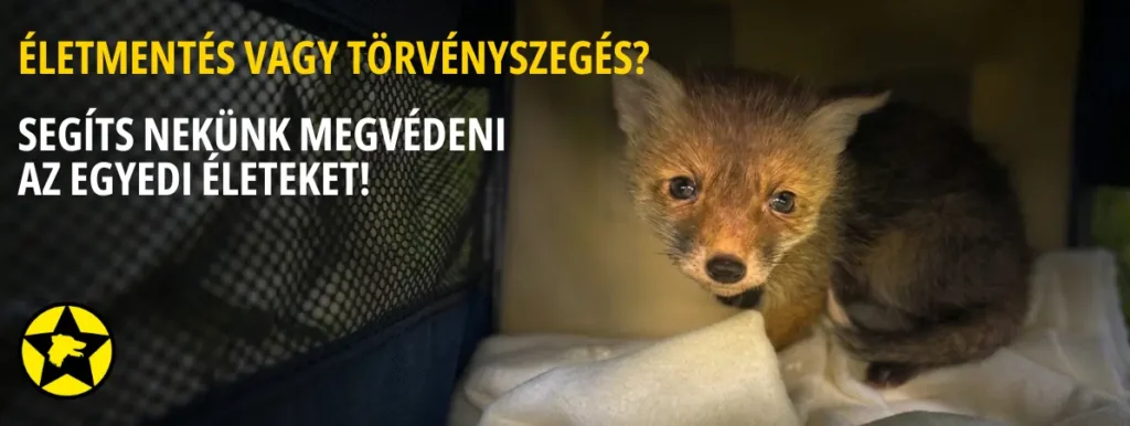 Vadmentés petíció – életmentés vagy törvényszegés kisróka kampánykép
