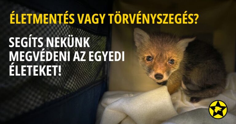 Életmentés vagy törvényszegés vadmentés petíció kampánykép kisrókával