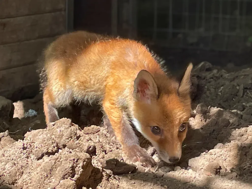mentett vörös róka kölyök a földön szimatolva